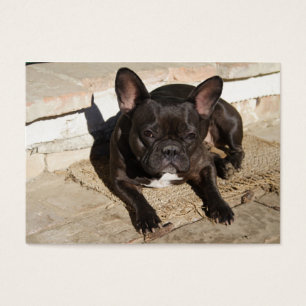 Grouchy French Bulldog