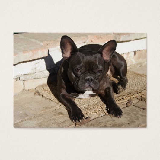 Grouchy French Bulldog (Devant)