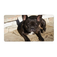 Grouchy French Bulldog
