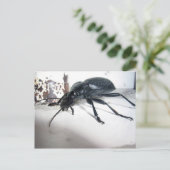 Ground Beetle Briefkaart (Staand voorkant)