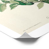 Ground Dove par Audubon Poster (Coin)