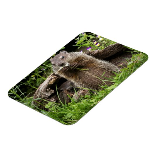 Ground Hog Munching op een Bloer Magneet (Linkerzijde)