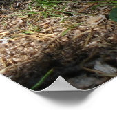 Ground Squirrel 4 Foto afdrukken Poster (Hoek)