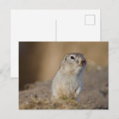 Ground Squirrel Briefkaart (Voorkant / Achterkant)