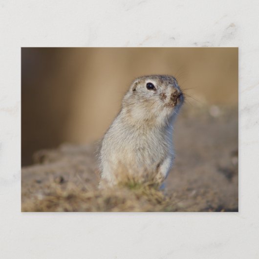 Ground Squirrel Briefkaart (Voorkant)