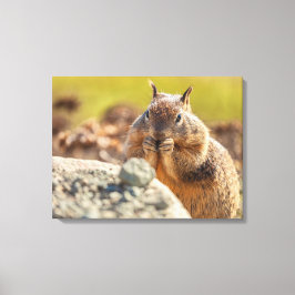 Ground Squirrel Canvas Afdruk