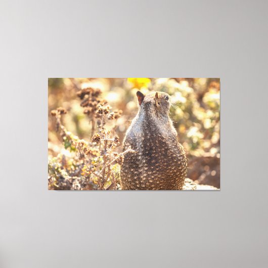 Ground Squirrel Canvas Afdruk (Voorkant)
