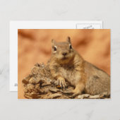 Ground Squirrel Foto Briefkaart (Voorkant / Achterkant)