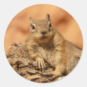 Ground Squirrel Foto Ronde Sticker