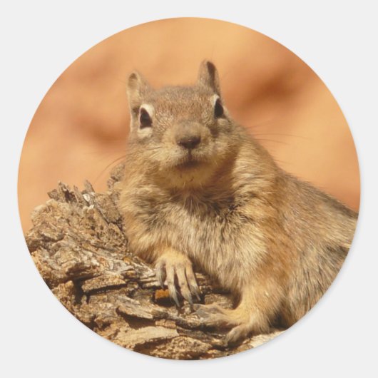 Ground Squirrel Foto Ronde Sticker (Voorkant)
