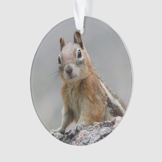 Ground Squirrel Ornament (voorkant)