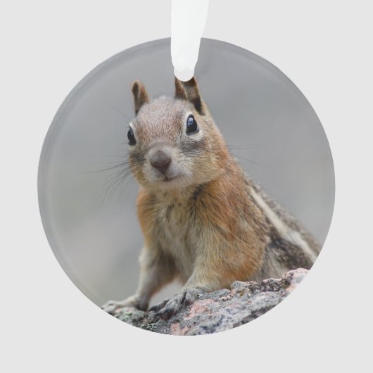 Ground Squirrel Ornament (voorkant)