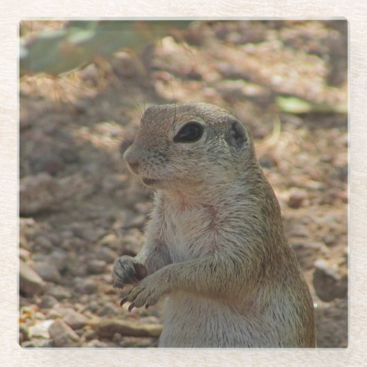 Ground Squirrel Permanent Fotowoestijn Glazen Onderzetter (Voorkant)