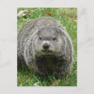 Groundhoetsen Briefkaart