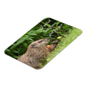 Groundhog aka Woodchuck met bloem Magneet (Linkerzijde)