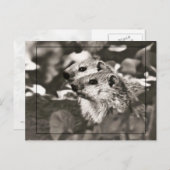 Groundhog Babies Briefkaart (Voorkant / Achterkant)