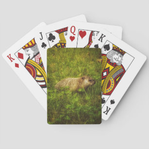 Groundhog dans des cartes de jeu de champ