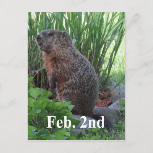 Groundhog Day Briefkaart