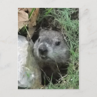 Groundhog Day Briefkaart