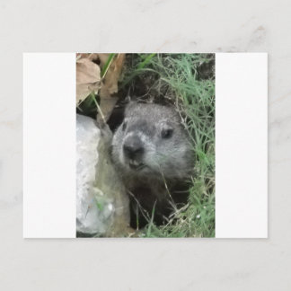 Groundhog Day Briefkaart