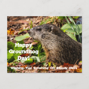 Groundhog Day Briefkaart