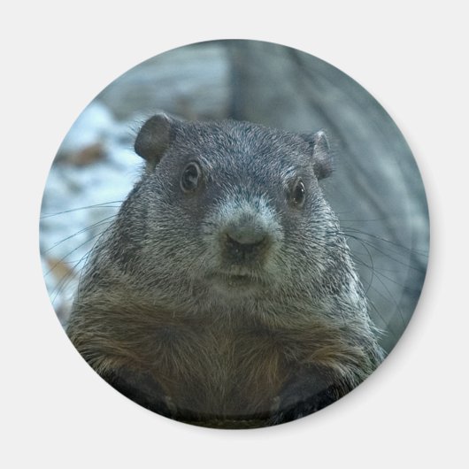 Groundhog Day! Magneet (Voorkant)