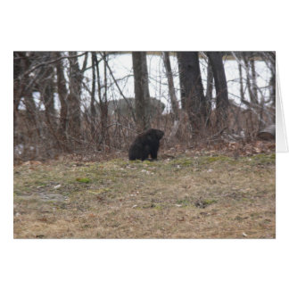 Groundhog examine la scène