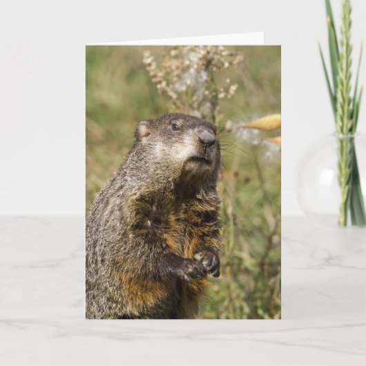 Groundhog Kaart (Voorkant)