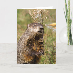 Groundhog Kaart