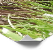 Groundhog / Woodchuck Holding a Dandelion Poster (Hoek)