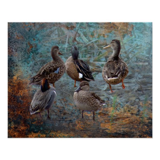 group of ducks poster (Devant)