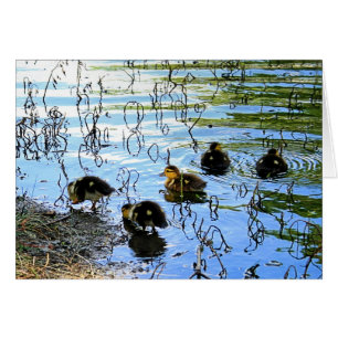 Groupe de canards de bébé