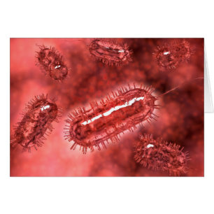 Groupe De Cellules Bactéries Escherichia Coli 2