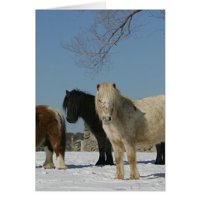 Groupe de Chevaux miniatures dans la neige (Devant)