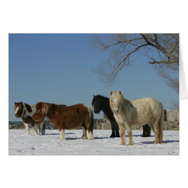 Groupe de Chevaux miniatures dans la neige (Devant horizontal)