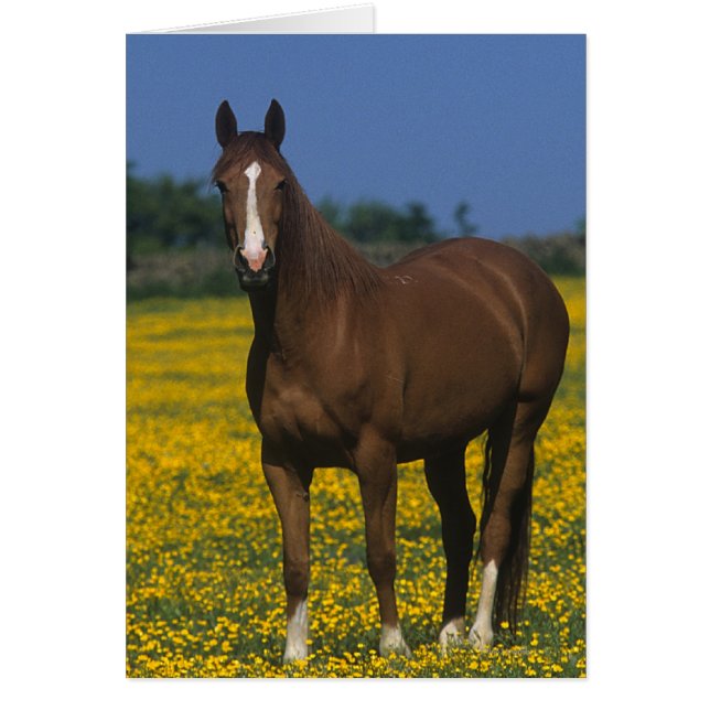 Groupe de chevaux Thoroughbred (Devant)