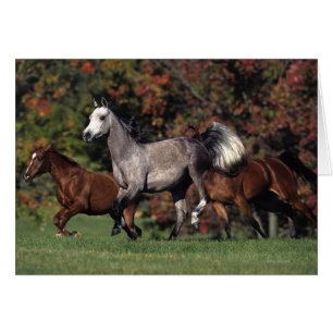 Groupe de fonctionnement arabe de chevaux