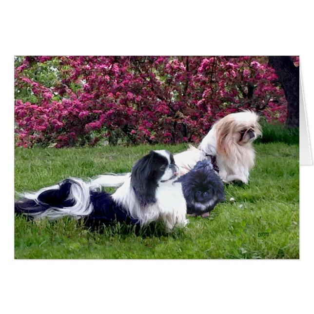 Groupe de Pékinois au printemps (Devant horizontal)