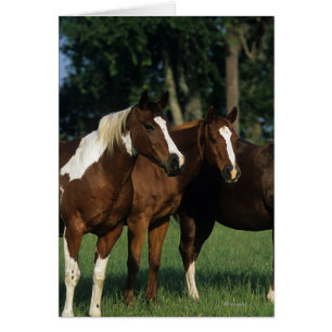 Groupe de position de chevaux de peinture