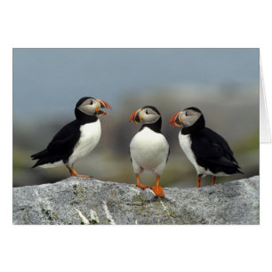 Groupe de Puffin de l'Atlantique