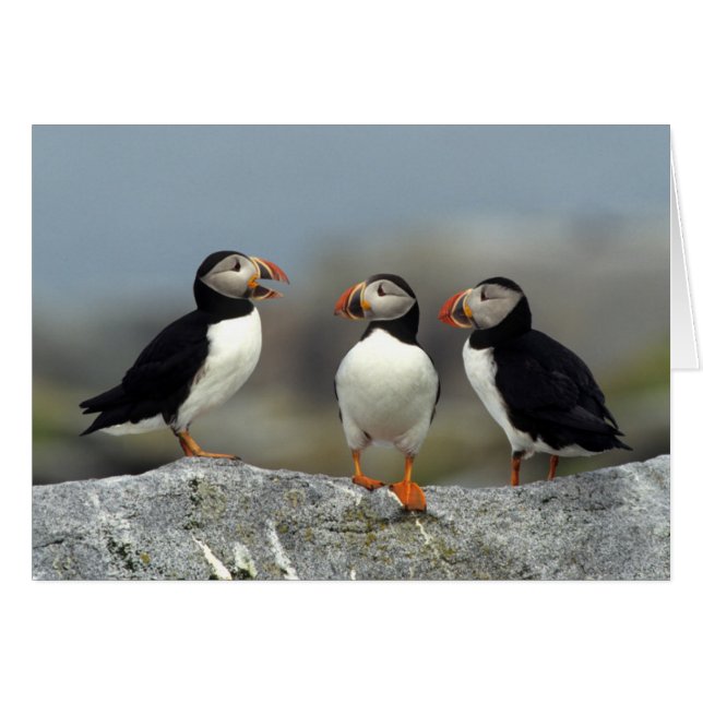 Groupe de Puffin de l'Atlantique (Devant horizontal)