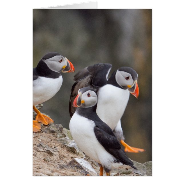 Groupe de Puffins (Devant)