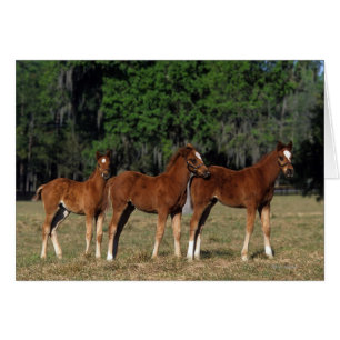 Groupe des poulains de Thoroughbred