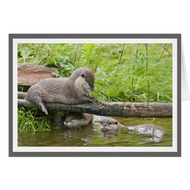 Groupe famille Otter (Devant horizontal)