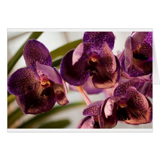 Groupe pur de fleur de cire de Vanda d'orchidée (Devant horizontal)