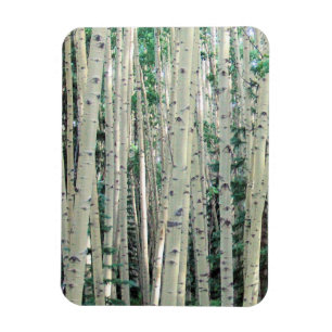 Grove of Colorado Aspen Trees - Magnet Magneet