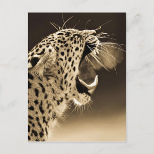Growling Leopard Briefkaart