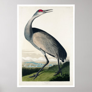 Grue à capuchon par Audubon Poster