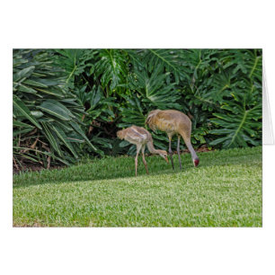 Grue Bébé Sandhill avec parent