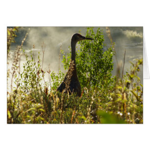 Grue de Sibérie aux étangs de Moose dans Grand Tet